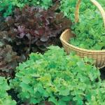 Graines de salade vertes en polycarbonate bio 
