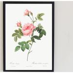 1820 Français Vintage Rose Botanical Poster Illustration Retro Antique Lithographie Boho Farmhouse Home Decor Wall Art Print