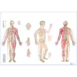 3B Scientific Affiche Acupuncture du corps Plastif