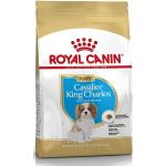 Nourriture Royal Canin Breed à motif chiens pour chien chiot 