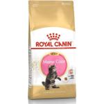 4kg Royal Canin Kitten Maine Coon - Croquettes pour Chaton Maine Coon