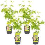 Bloomique - Acer palmatum Orange - 4 Pièces - Érable Japonais - Plante Exterieur Jardin - Arbre Rustique Japon - Pot 10,5 cm - Hauteur de Livraison 30 cm