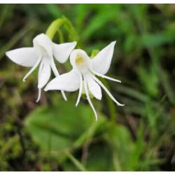 50Pcs Angel Orchid | Habenaria Grandifloriformis Graines De Fleurs Plantes | Code 58