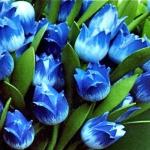 Tulipes bleues 