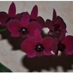Aachondra 300pcs Orchidées Phalaenopsis Graines de fleurs Bourgogne