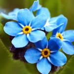 Graines de fleurs bleues 