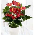 Anthurium andreanum MILLION FLOWER | Langue de feu rouge | Plante tropicale fleurie | Hauteur 40-45cm | Pot de ø 12cm