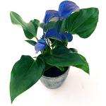 Vases bleus à motif fleurs rustiques 