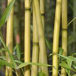 Haies vertes en bambou 
