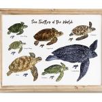 Stickers marron à motif tortues bébé style marin 