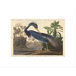 Audubon American Louisiana Heron Framed Art Print Mount B12X5250