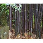 Graines d'arbre vertes en bambou 