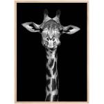 Affiches à motif girafes 