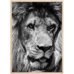 Bildverkstad Lion King Poster (30x40 cm)