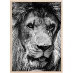 Bildverkstad Lion King Poster (50x70 cm)