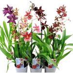 Orchidées marron 