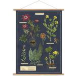 Cavallini Poster vintage avec baguettes en bois (cadre) et cordon de suspension, motif Herbarium, herbes