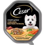 CESAR plateau 150 g nourriture humide complète pour chiens adultes, sauce au poulet, aux légumes et au persil