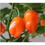 Exotic Plants Chili Orange Habanero - Piment Orange Habanero - 30 graines