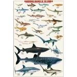 Posters Empireposter en verre acrylique à motif requins 