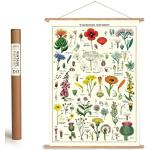 Cavallini Lot de posters vintage avec baguettes en bois (cadre) et ficelle de suspension, motif fleurs sauvages, prairie florale, bureau à domicile