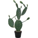 Cactus vertes 