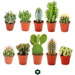 Cactus en lot de 10 