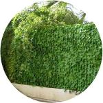 Haie artificielle jeunes feuilles de lierre en rouleau (Lot de 6) 1.5 x 3 m Jet7garden - vert 3700866358693