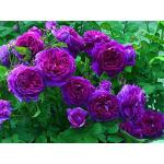 Rosiers violets 
