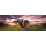 Heye Puzzle Oak Tree, Panorama 2000 pcs