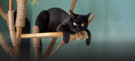 chat noir allongé sur un arbre à chat