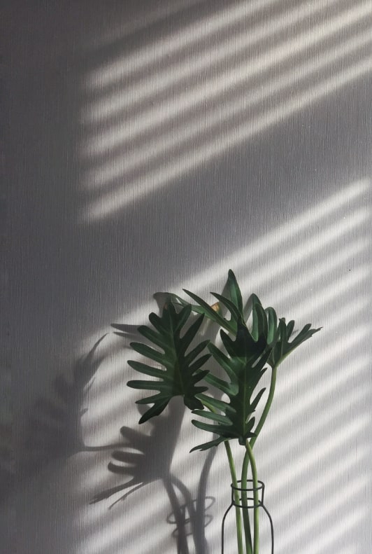 palmier d'intérieur éclairé par un rayon de soleil