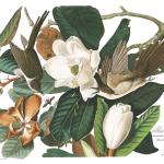 Impression Coucou À Bec Noir, Impressions D'illustrations Vintage Audubon Birds Of America, Art Magnolia Living Room, Affiches Bird