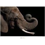 Cadres photos Komar marron à motif éléphants 50x70 style ethnique 