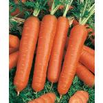 Graines de carotte en lot de 100 