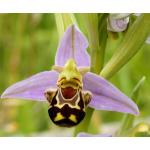 Lot De 2 Paquets Semis Plante Exotique Graines Orchidée Abeille Ophrys Apifera Intérieur Ou Extérieur Vivace