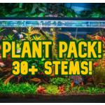 Plantes aquarium en lot de 30 