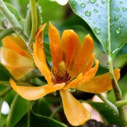Magnolia Champaca - Joy Perfume Tree 5 Graines