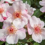 Buissons rose pastel 