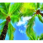 Rideaux bleu ciel en polyester à motif palmier 
