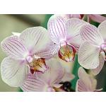 Papiers peints photo blancs à motif orchidées 