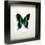 Cadres photo en bois noirs en bois à motif papillons 