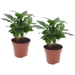 Plant in a Box Caféier arabica - Coffea Arabica Set de 2 Hauteur 25-40cm - vert 3161202