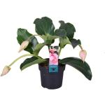 Plant in a Box Medinilla Magnifica Hauteur 40-50cm - rose 4220171