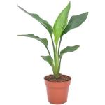 Plantes vert d'eau de 40 cm diamètre 150 cm 