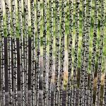Siena Garden Rideau de Porte Puglia 90x210 cm Transparent/Noir