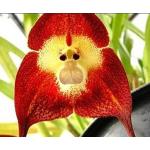Orchidées rouges 