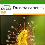 SAFLAX - Droséra du Cap - 200 graines - Avec subst