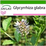 SAFLAX - Réglisse glabre - 30 graines - Avec subst