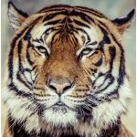Tableaux design argentés à motif tigres 